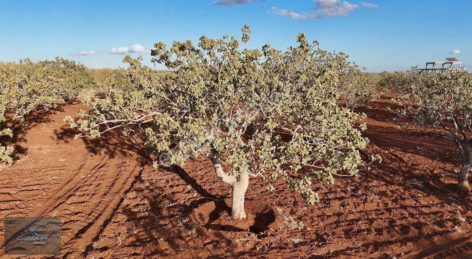 Kilis M.rıfat Kazancıoğlu Tapulu Satılık Fıstıklık - Görsel 33