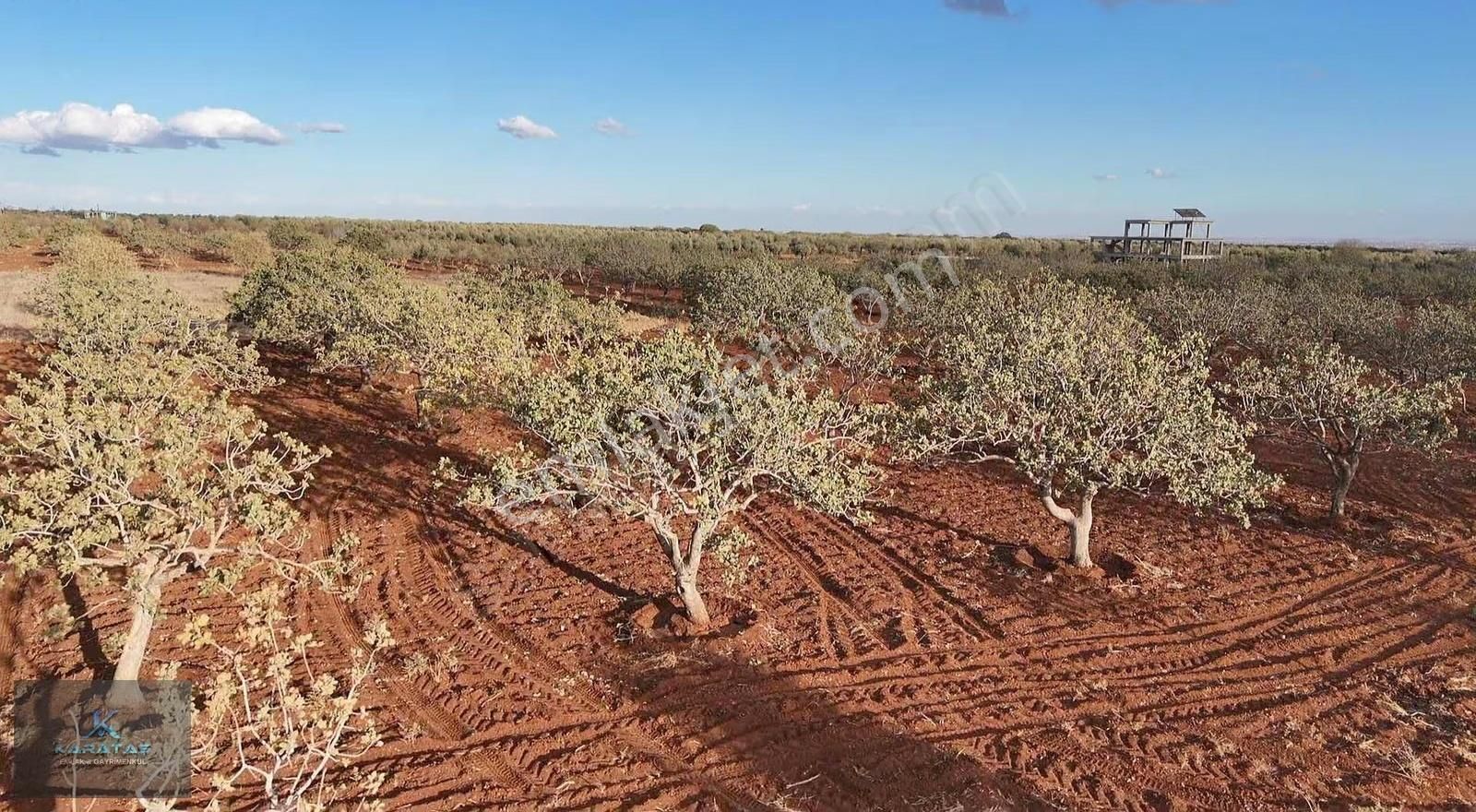 Kilis M.rıfat Kazancıoğlu Tapulu Satılık Fıstıklık - Görsel 6
