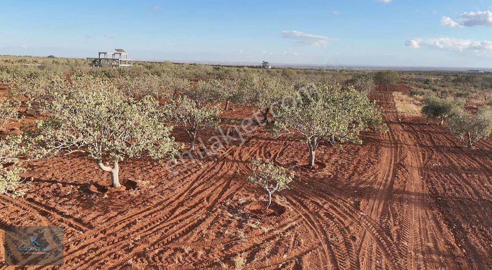 Kilis M.rıfat Kazancıoğlu Tapulu Satılık Fıstıklık - Görsel 23