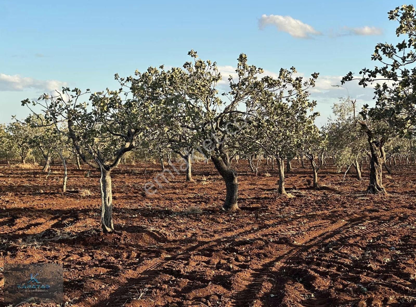 Kilis M.rıfat Kazancıoğlu Tapulu Satılık Fıstıklık - Görsel 21