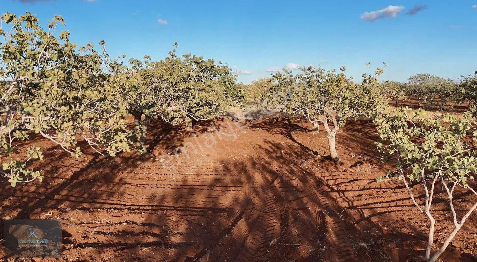 Kilis M.rıfat Kazancıoğlu Tapulu Satılık Fıstıklık - Görsel 16