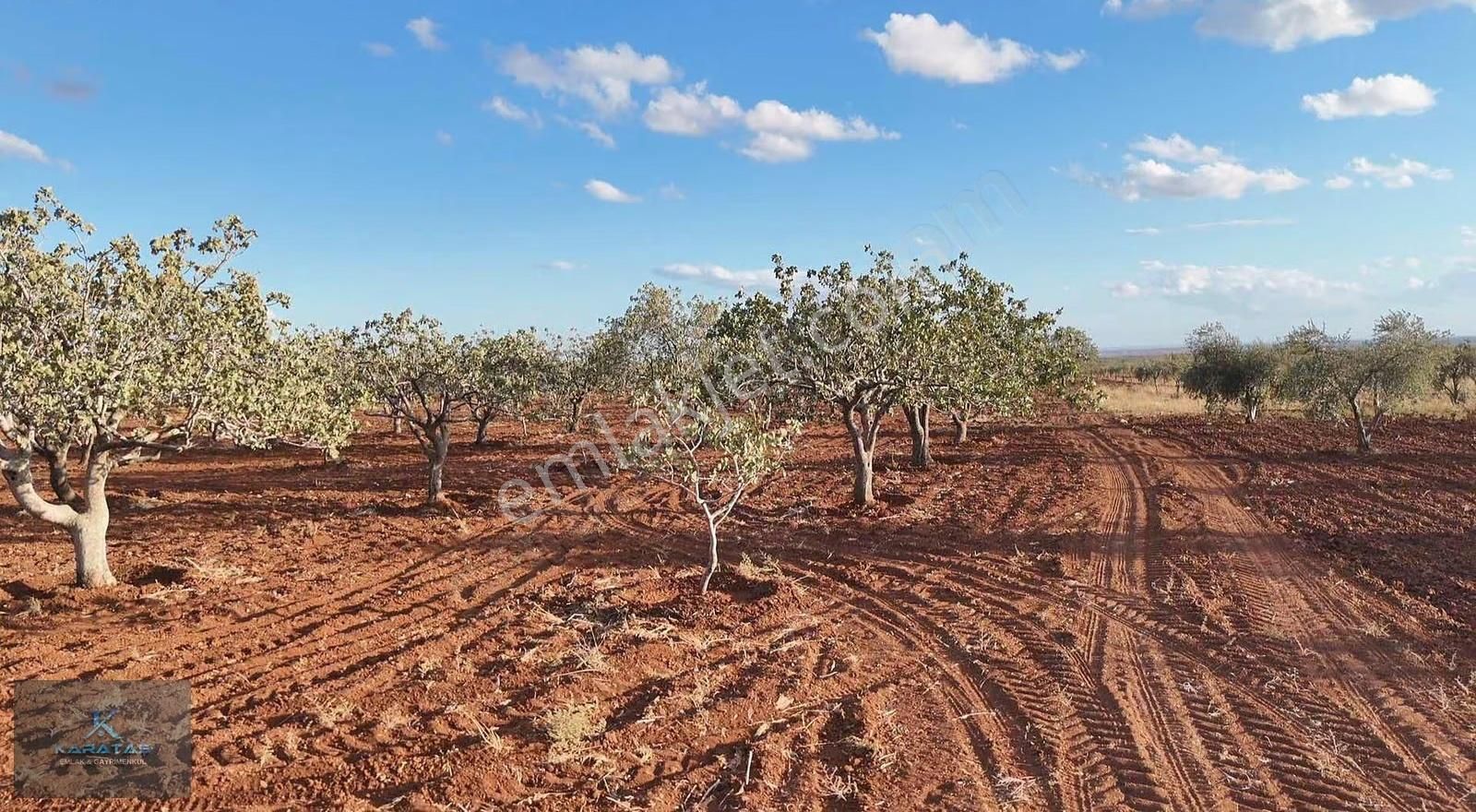 Kilis M.rıfat Kazancıoğlu Tapulu Satılık Fıstıklık - Görsel 12