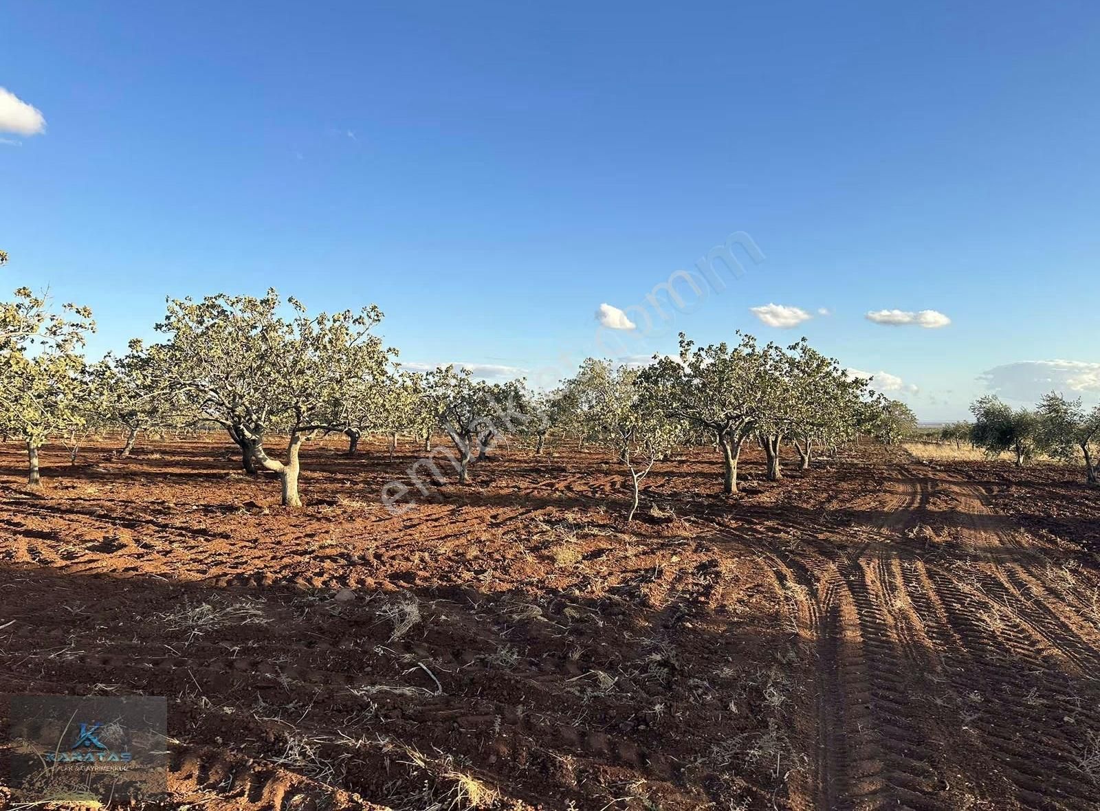 Kilis M.rıfat Kazancıoğlu Tapulu Satılık Fıstıklık - Görsel 22
