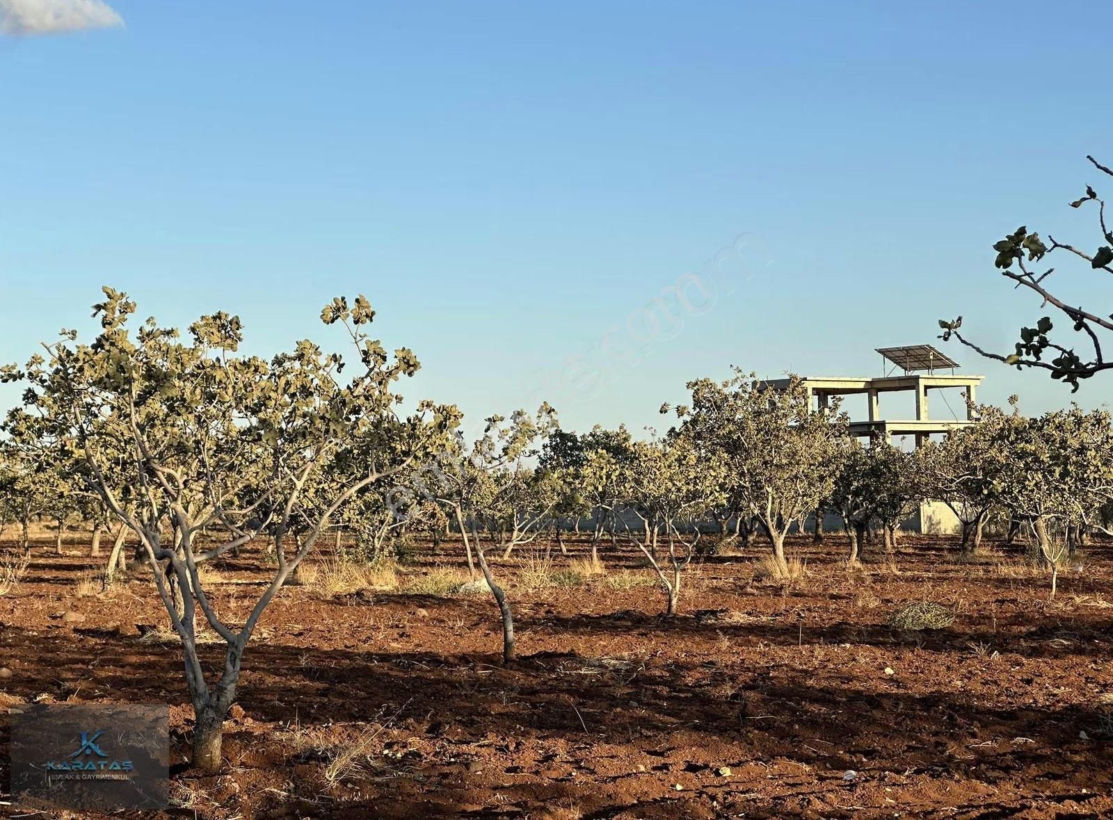 Kilis M.rıfat Kazancıoğlu Tapulu Satılık Fıstıklık - Görsel 5