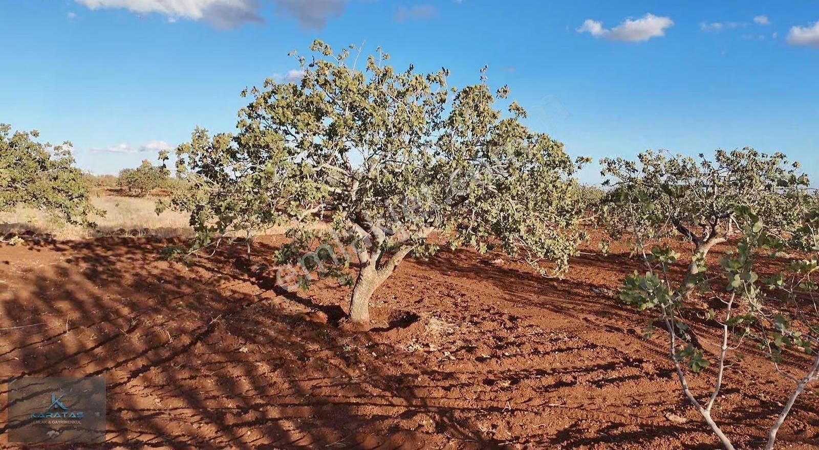 Kilis M.rıfat Kazancıoğlu Tapulu Satılık Fıstıklık - Görsel 28
