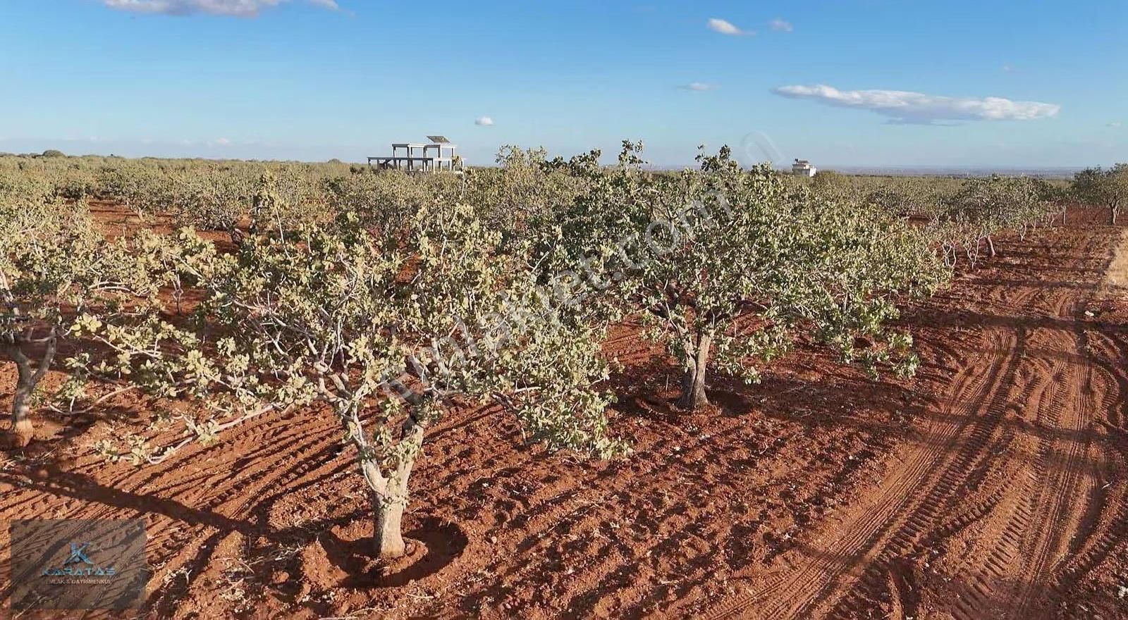 Kilis M.rıfat Kazancıoğlu Tapulu Satılık Fıstıklık - Görsel 4