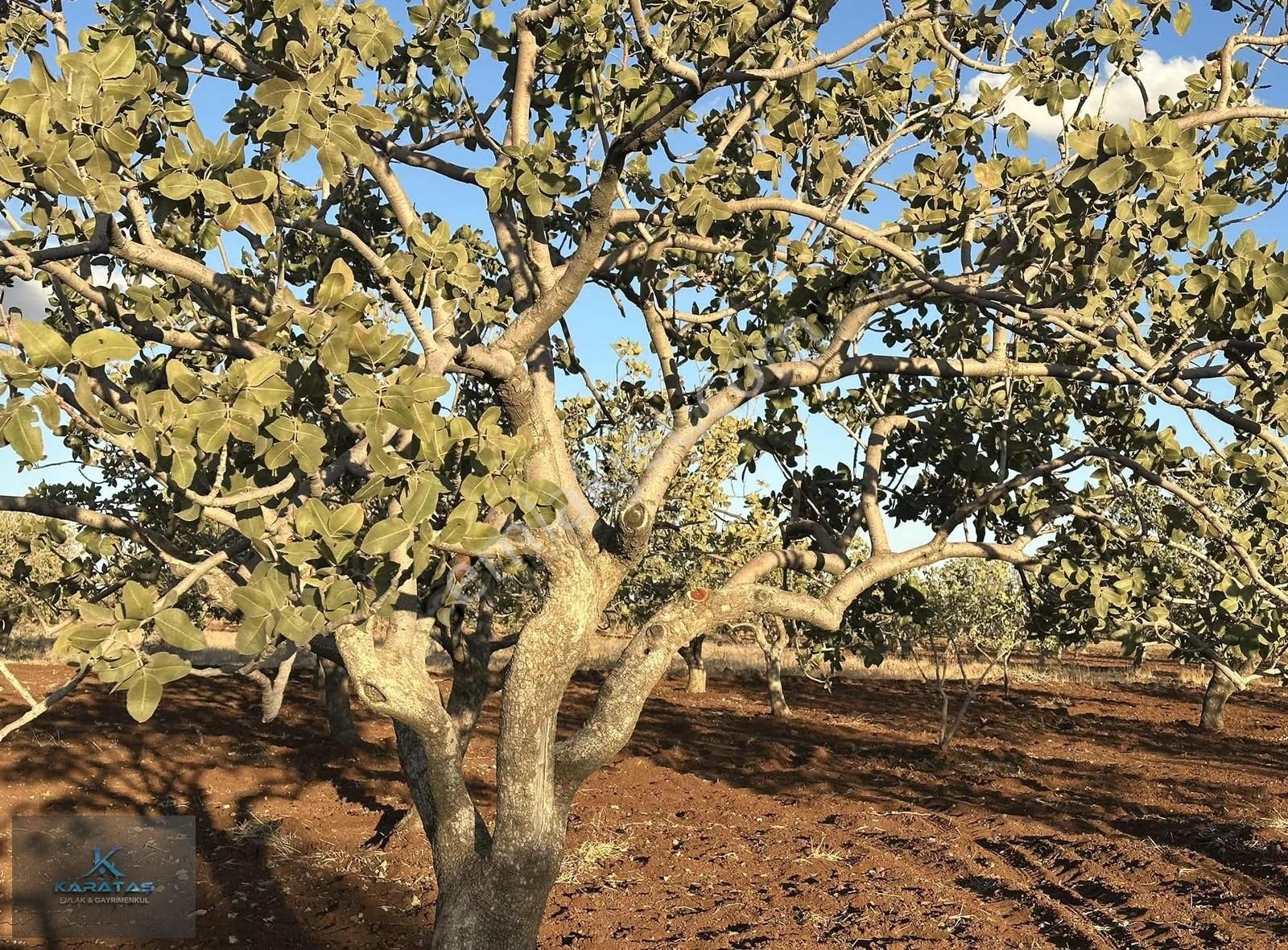 Kilis M.rıfat Kazancıoğlu Tapulu Satılık Fıstıklık