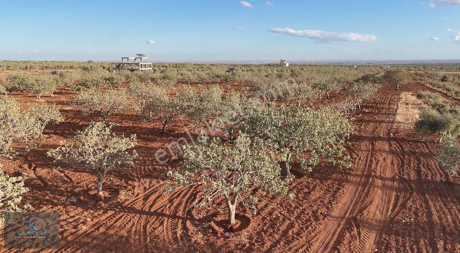 Kilis M.rıfat Kazancıoğlu Tapulu Satılık Fıstıklık - Görsel 15