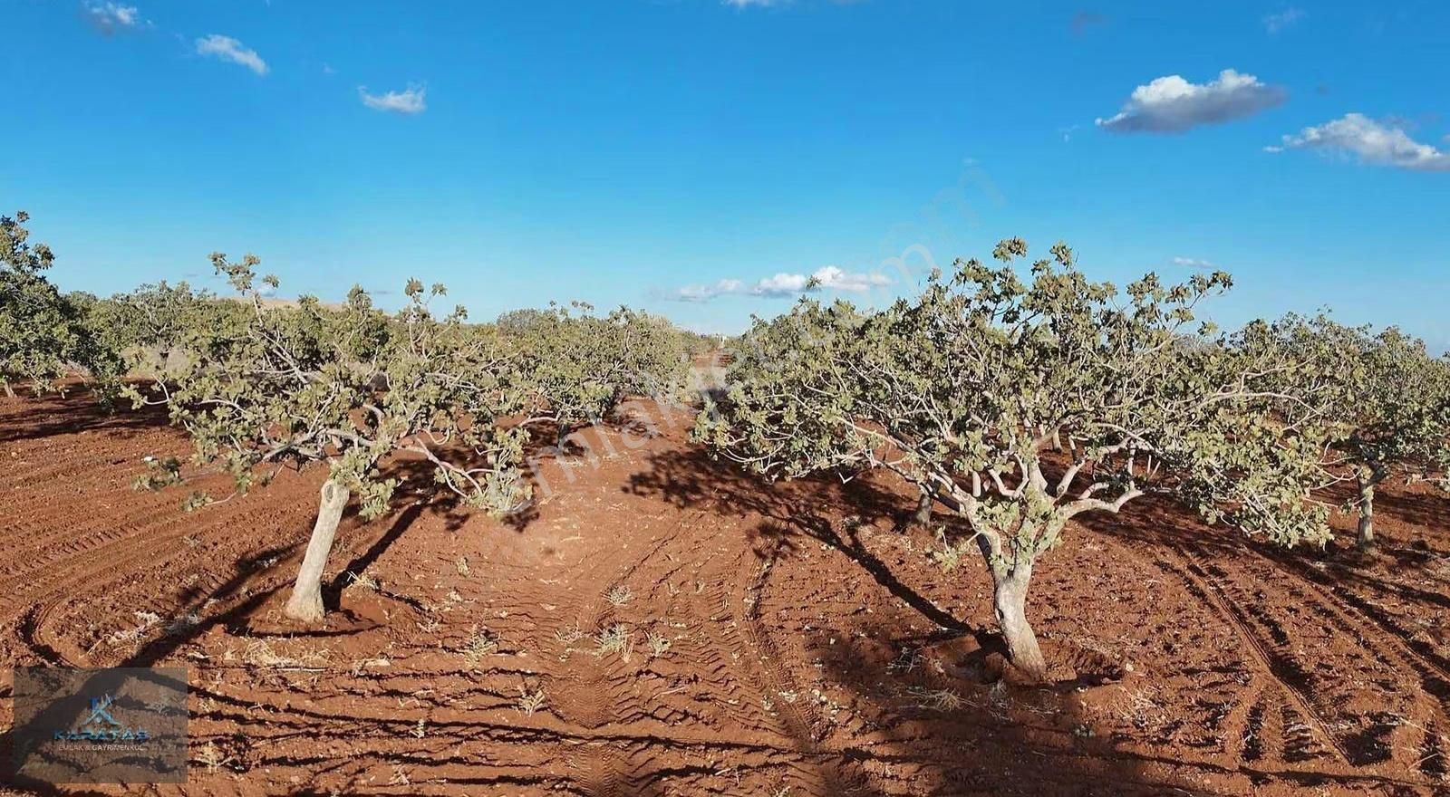 Kilis M.rıfat Kazancıoğlu Tapulu Satılık Fıstıklık - Görsel 20