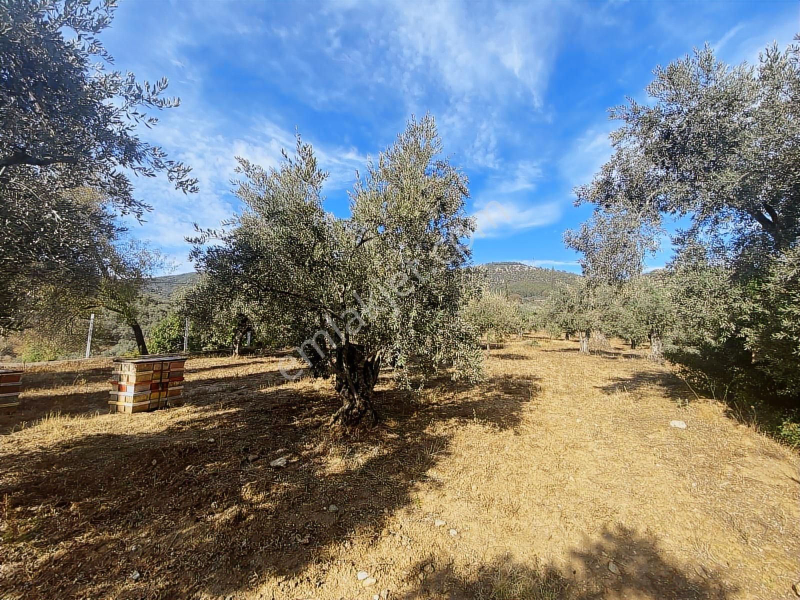 İzmir Selçuk Havutçulu Satılık 9726 M2 Zeytinlik Ve 2+1 Daire - Görsel 4