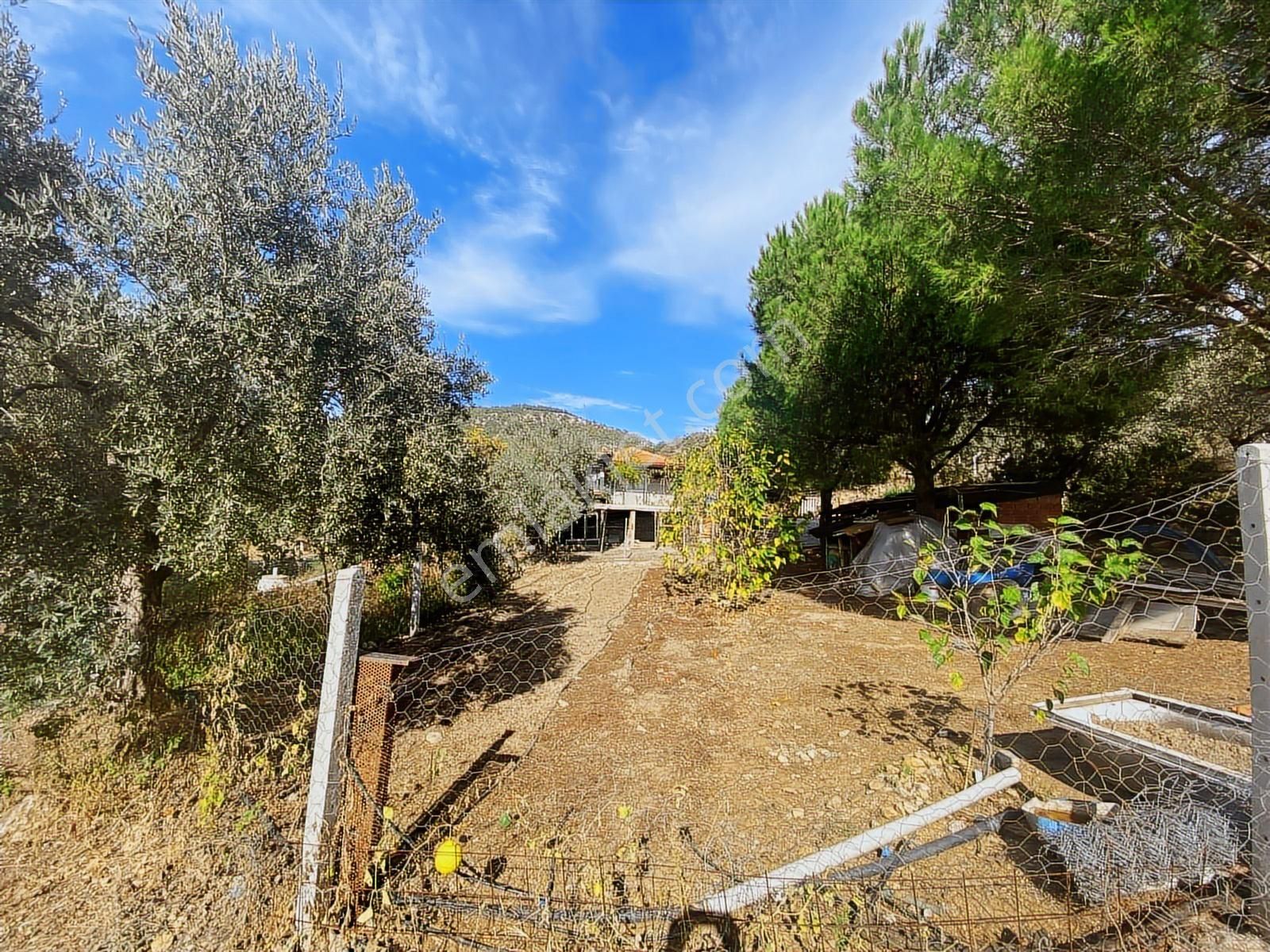 İzmir Selçuk Havutçulu Satılık 9726 M2 Zeytinlik Ve 2+1 Daire - Görsel 6