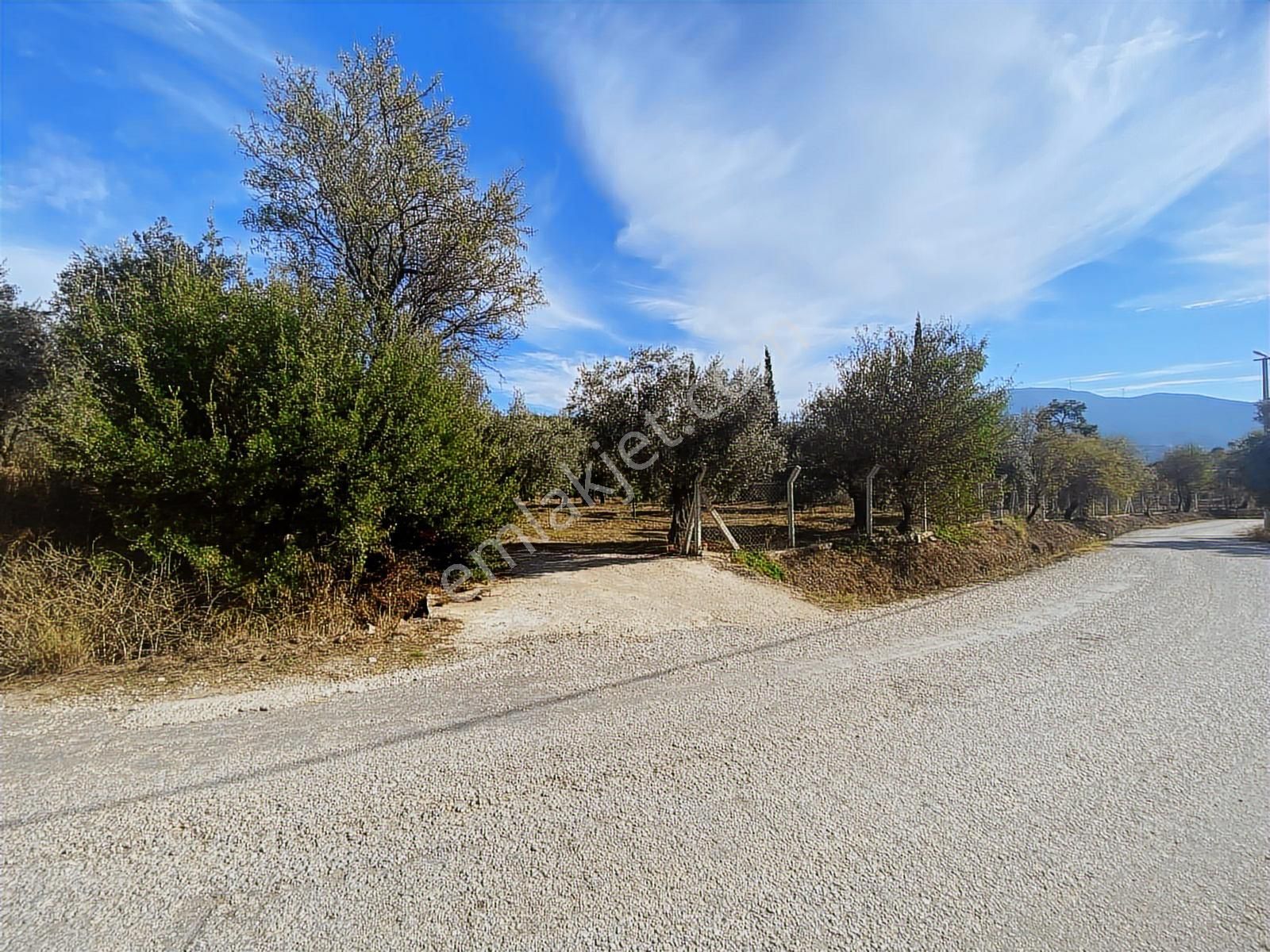 İzmir Selçuk Havutçulu Satılık 9726 M2 Zeytinlik Ve 2+1 Daire - Görsel 9