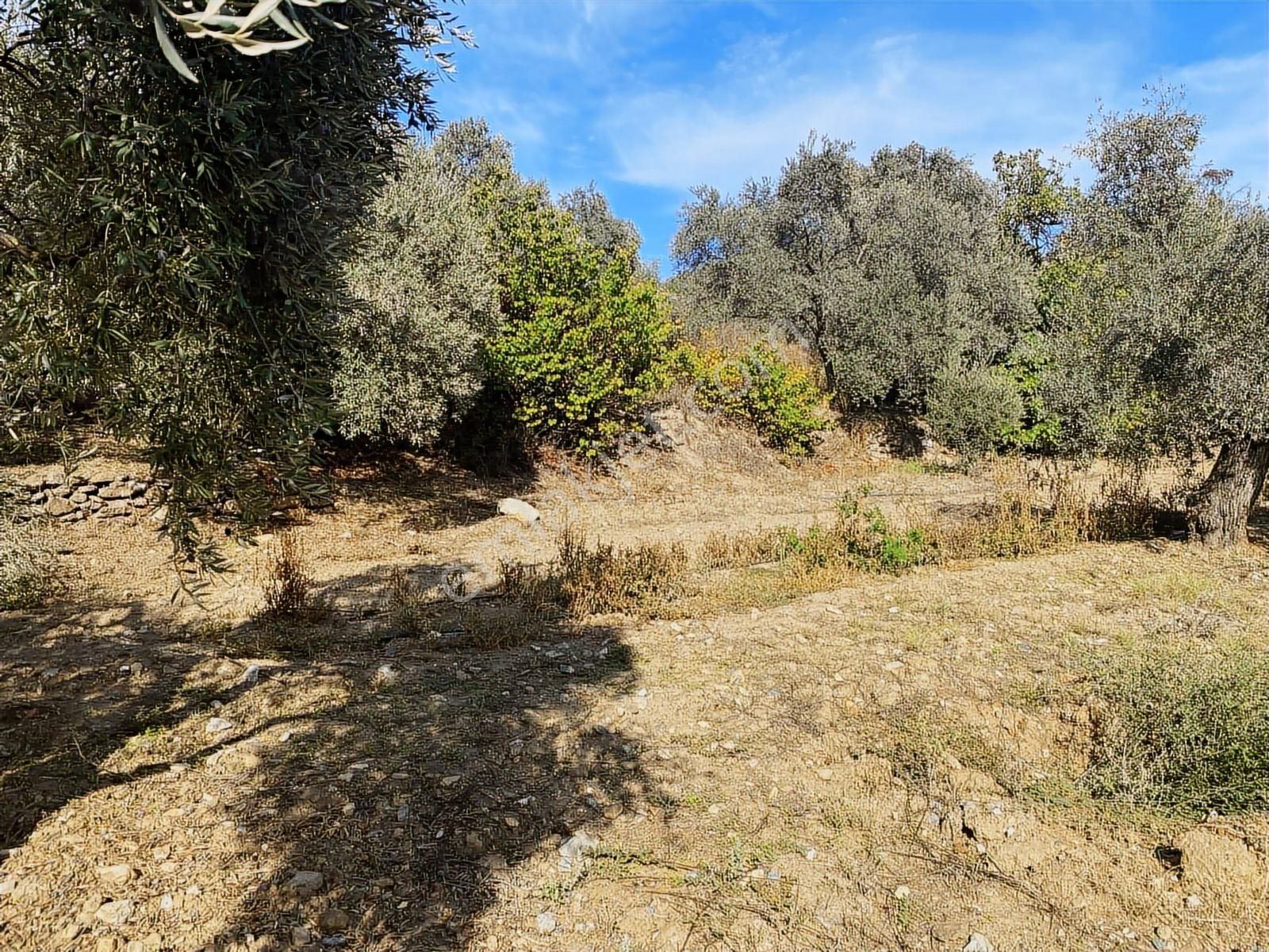 İzmir Selçuk Havutçulu Satılık 9726 M2 Zeytinlik Ve 2+1 Daire - Görsel 18