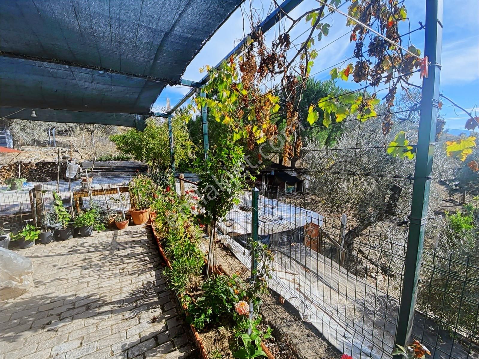 İzmir Selçuk Havutçulu Satılık 9726 M2 Zeytinlik Ve 2+1 Daire - Görsel 21