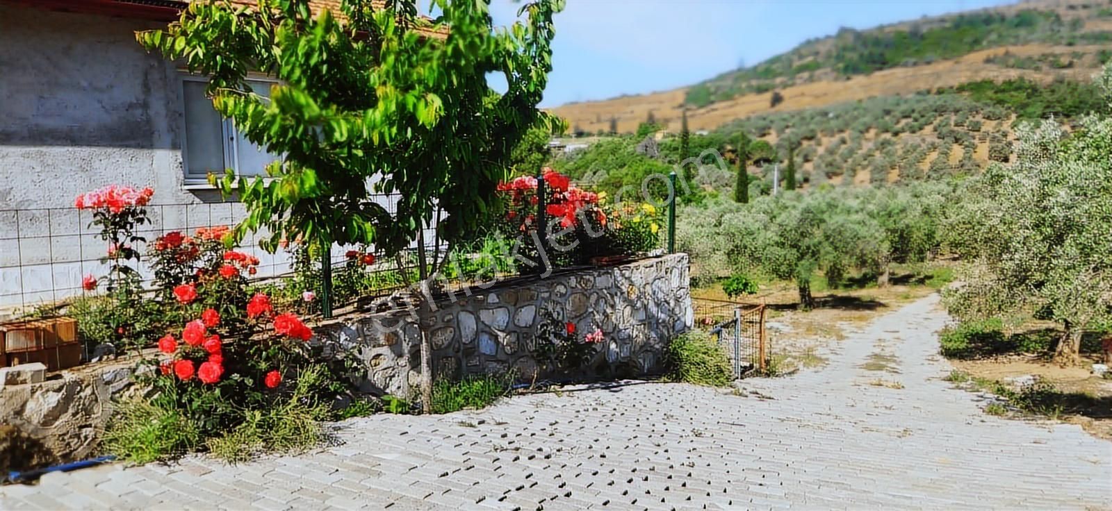 İzmir Selçuk Havutçulu Satılık 9726 M2 Zeytinlik Ve 2+1 Daire - Görsel 26