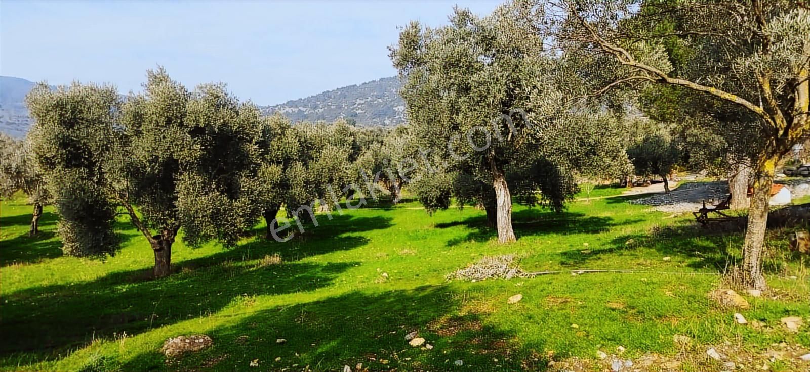 İzmir Selçuk Havutçulu Satılık 9726 M2 Zeytinlik Ve 2+1 Daire - Görsel 27