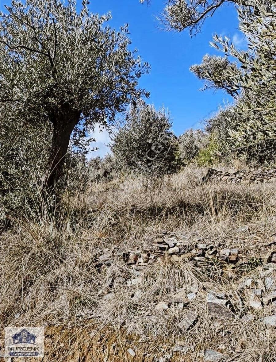 İzmir Bayındır Çamlıbel 19870m2 Ağaç Zeytinlik Acil Satılıkdır