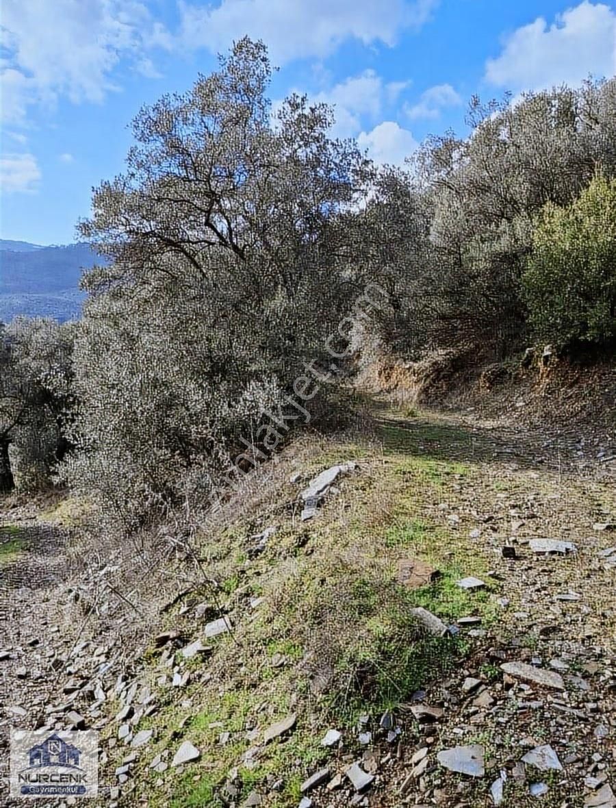 İzmir Bayındır Çamlıbel 19870m2 Ağaç Zeytinlik Acil Satılıkdır - Görsel 9