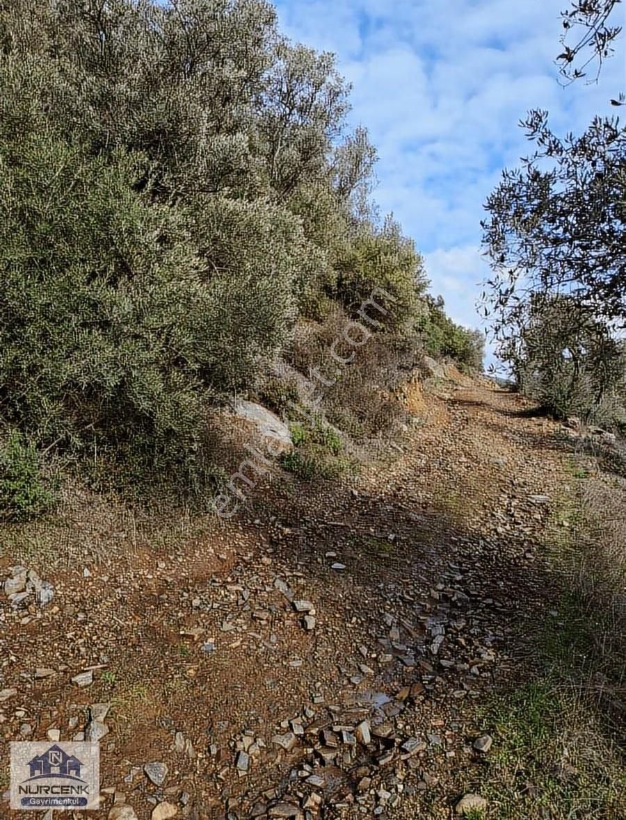 İzmir Bayındır Çamlıbel 19870m2 Ağaç Zeytinlik Acil Satılıkdır - Görsel 21