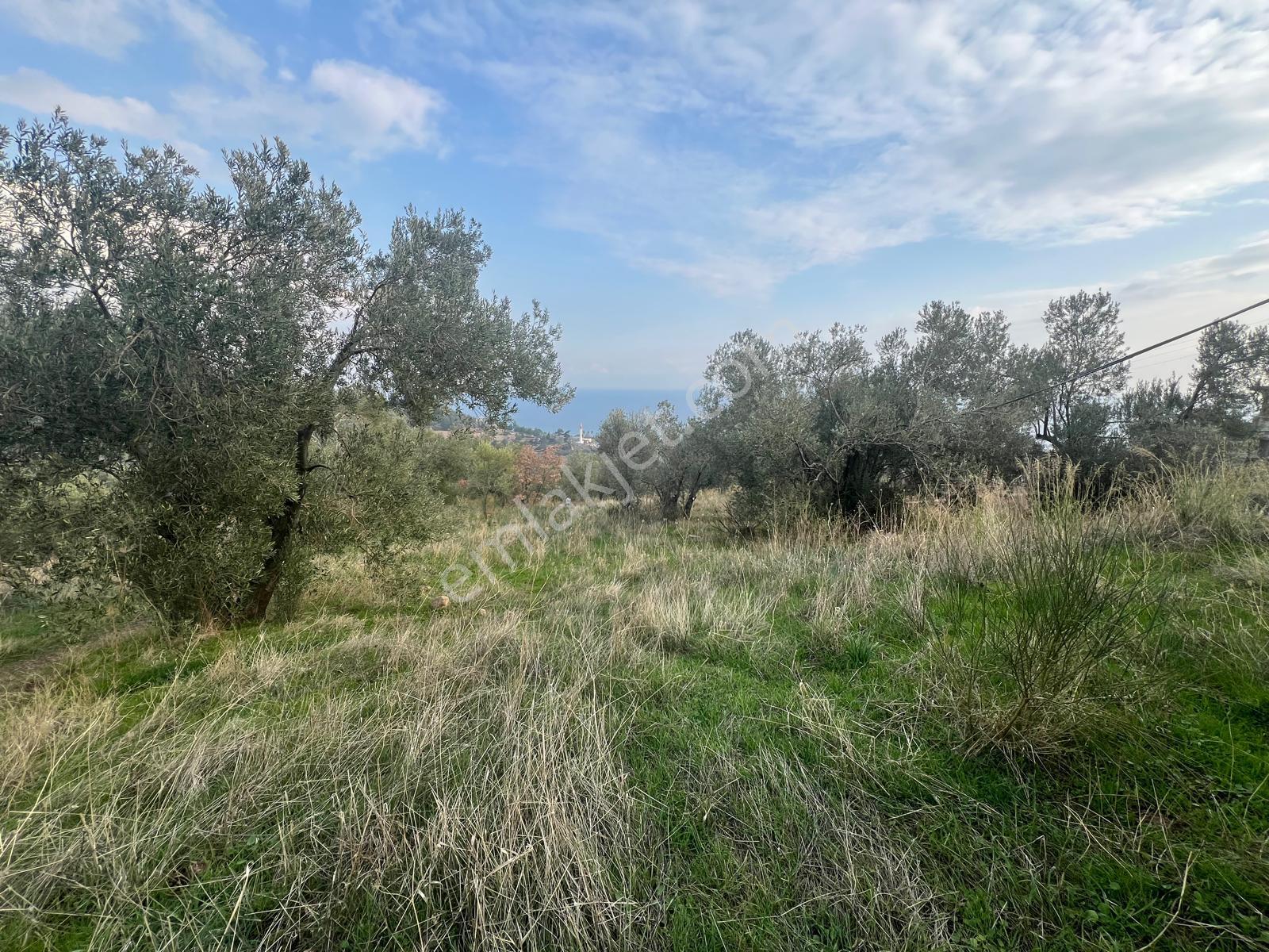 Akçay Aras Emlaktan Sazlıda Deniz Ve Doğa Manzaralı 8228 M² Zeytinlik - Görsel 6