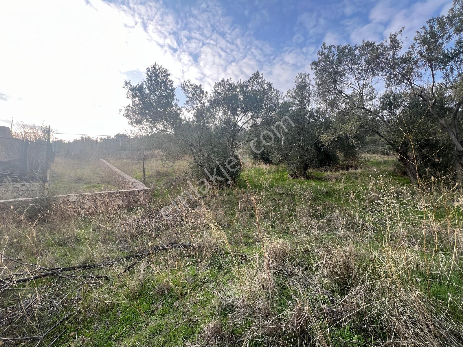 Akçay Aras Emlaktan Sazlıda Deniz Ve Doğa Manzaralı 8228 M² Zeytinlik - Görsel 9