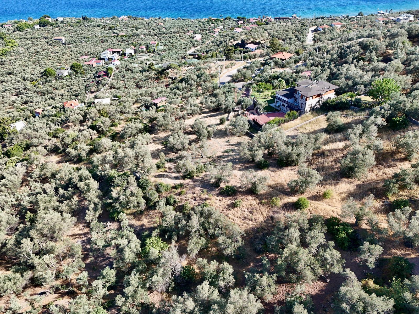Akçay Aras Emlaktan Sazlıda Deniz Ve Doğa Manzaralı 8228 M² Zeytinlik - Görsel 37