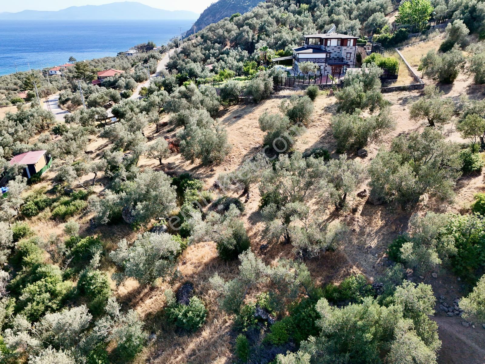 Akçay Aras Emlaktan Sazlıda Deniz Ve Doğa Manzaralı 8228 M² Zeytinlik - Görsel 36