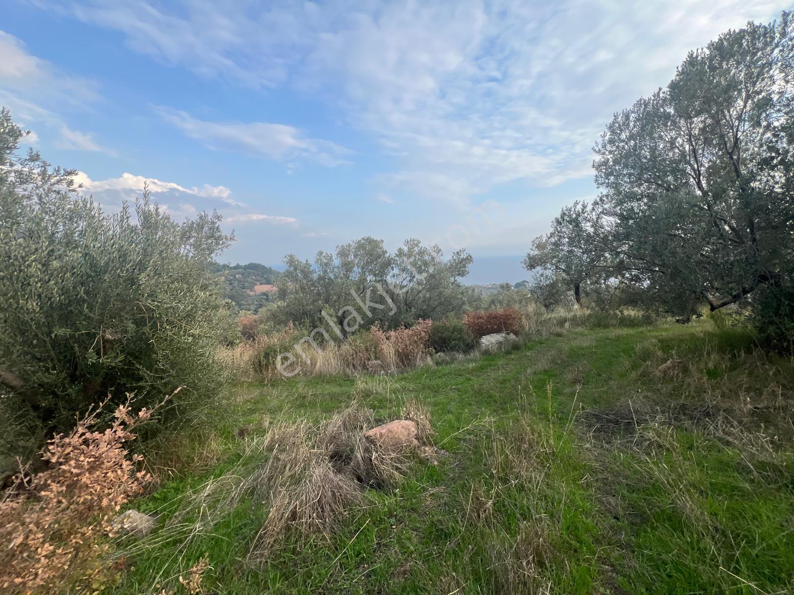 Akçay Aras Emlaktan Sazlıda Deniz Ve Doğa Manzaralı 8228 M² Zeytinlik - Görsel 16