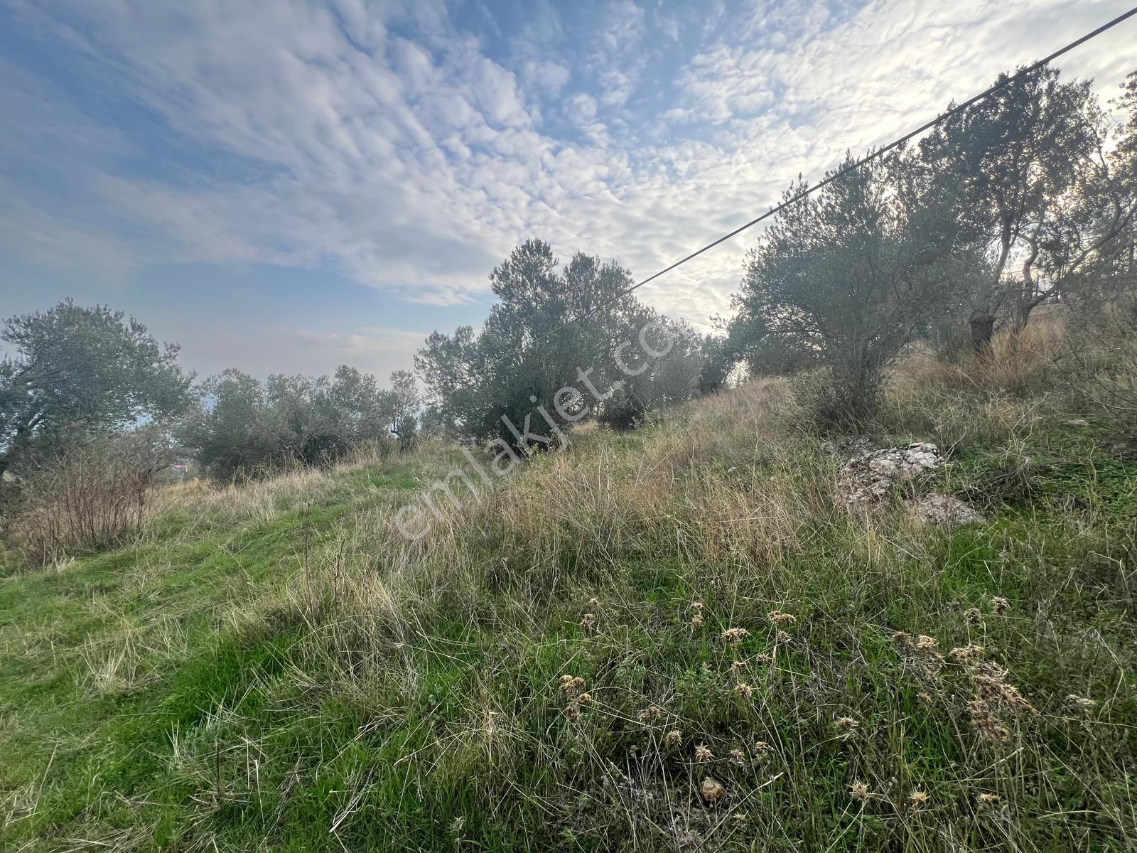 Akçay Aras Emlaktan Sazlıda Deniz Ve Doğa Manzaralı 8228 M² Zeytinlik - Görsel 20