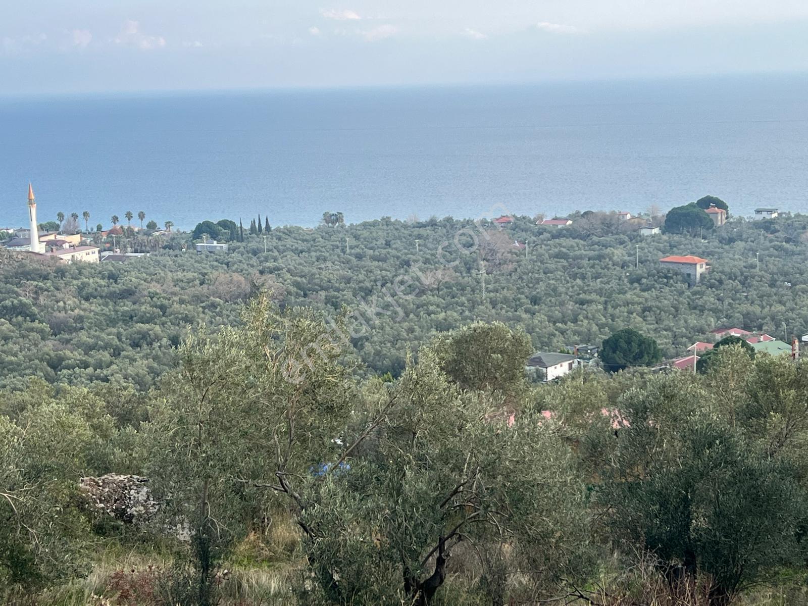 Akçay Aras Emlaktan Sazlıda Deniz Ve Doğa Manzaralı 8228 M² Zeytinlik - Görsel 15