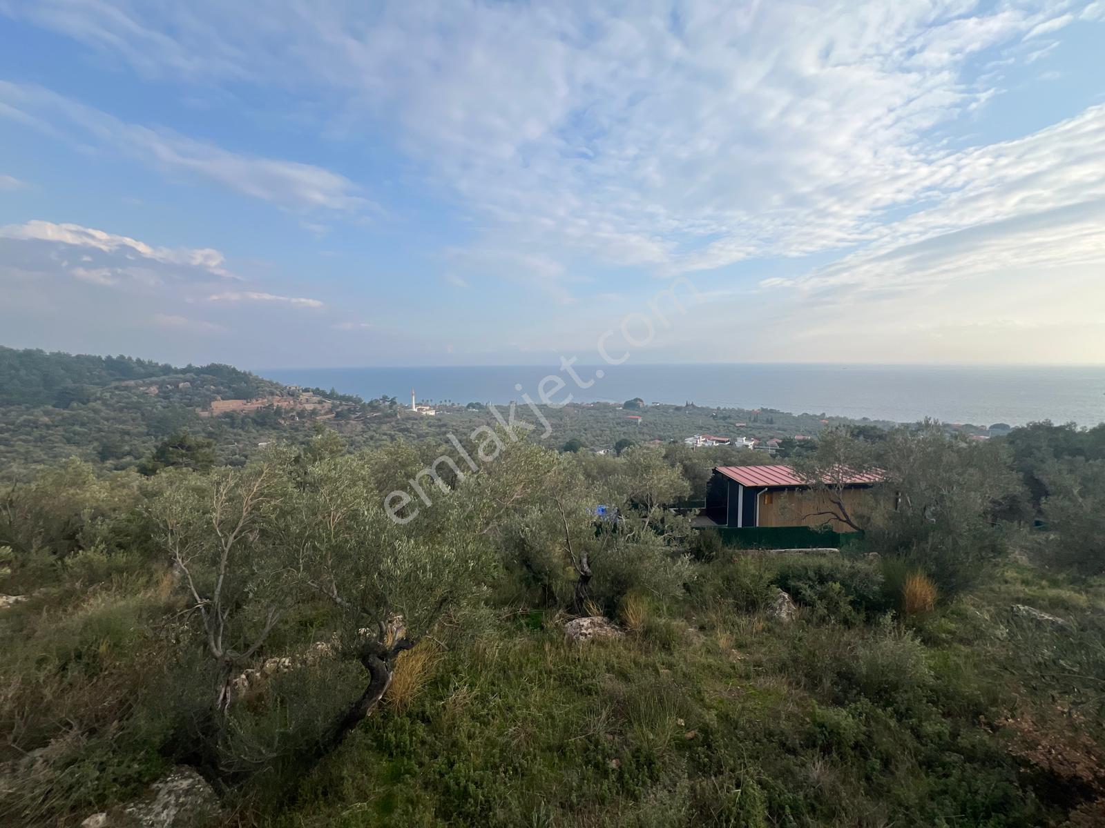 Akçay Aras Emlaktan Sazlıda Deniz Ve Doğa Manzaralı 8228 M² Zeytinlik - Görsel 2