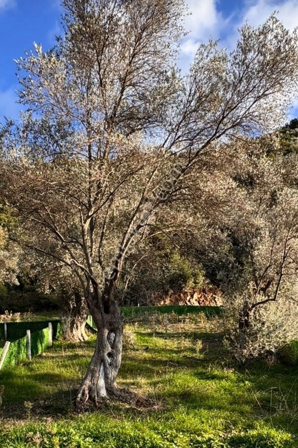 Torbalı Ahmetlide Kadastral Yol- Köy İçi Civarı Fırsat Zeytinlik - Görsel 5