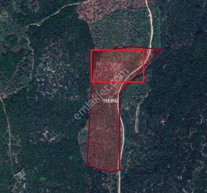 Torbalı Ahmetlide Kadastral Yol- Köy İçi Civarı Fırsat Zeytinlik