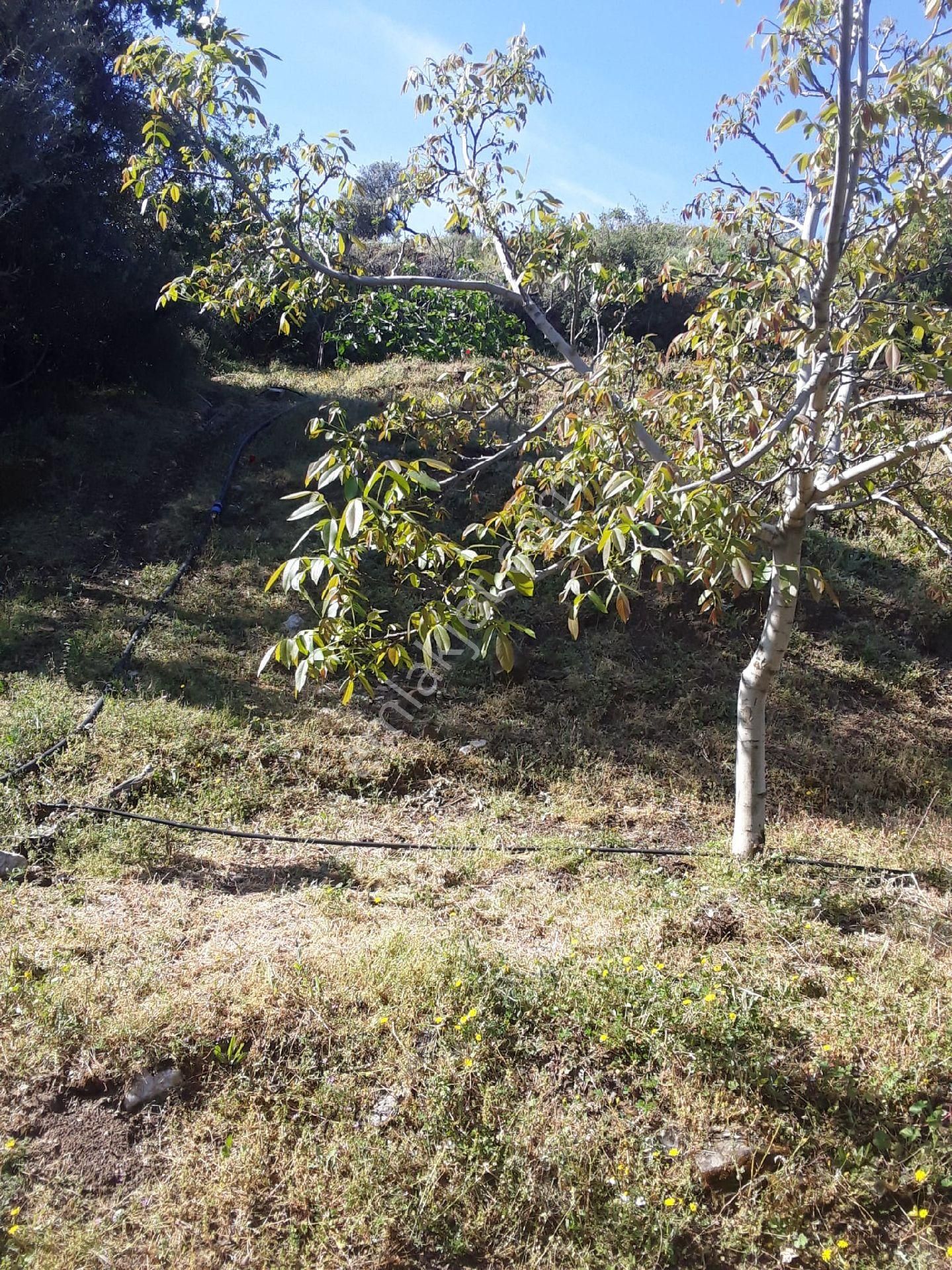 Doğa Gayrimenkul'den İzmirin Çiçek Diyarı Bayındır'da Köy Civarı Kaçırılmayacak İncir Bahçesi - Görsel 8