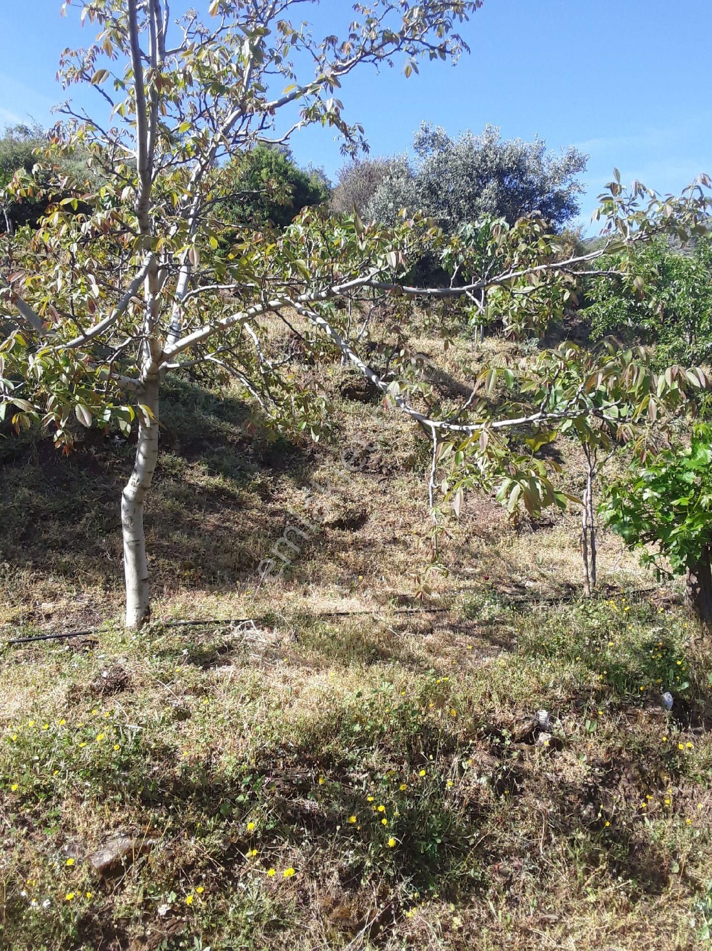 Doğa Gayrimenkul'den İzmirin Çiçek Diyarı Bayındır'da Köy Civarı Kaçırılmayacak İncir Bahçesi - Görsel 11
