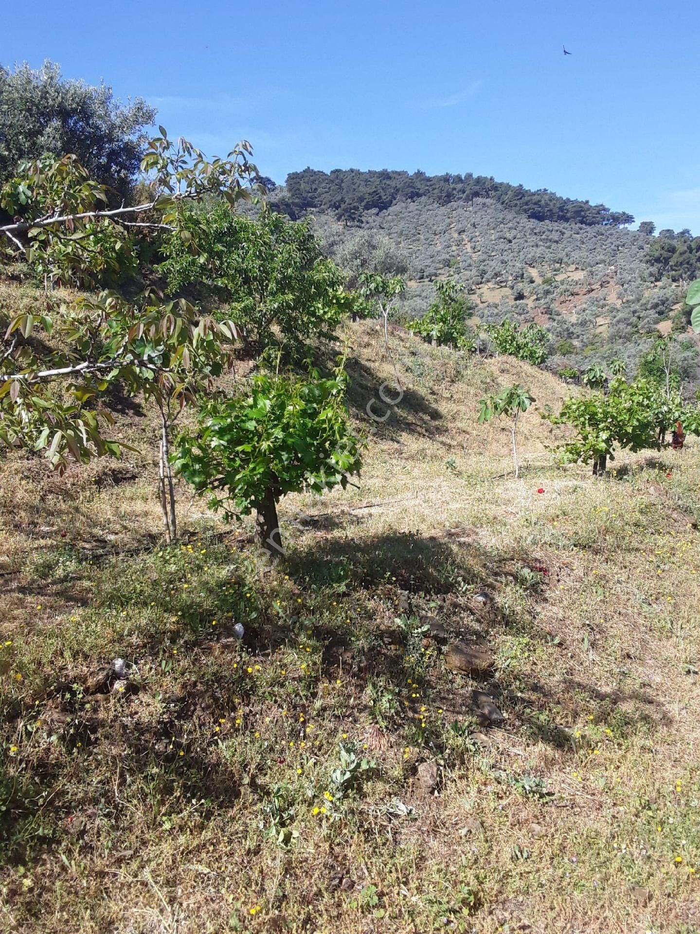 Doğa Gayrimenkul'den İzmirin Çiçek Diyarı Bayındır'da Köy Civarı Kaçırılmayacak İncir Bahçesi - Görsel 12