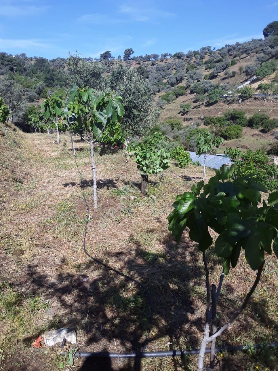 Doğa Gayrimenkul'den İzmirin Çiçek Diyarı Bayındır'da Köy Civarı Kaçırılmayacak İncir Bahçesi - Görsel 6