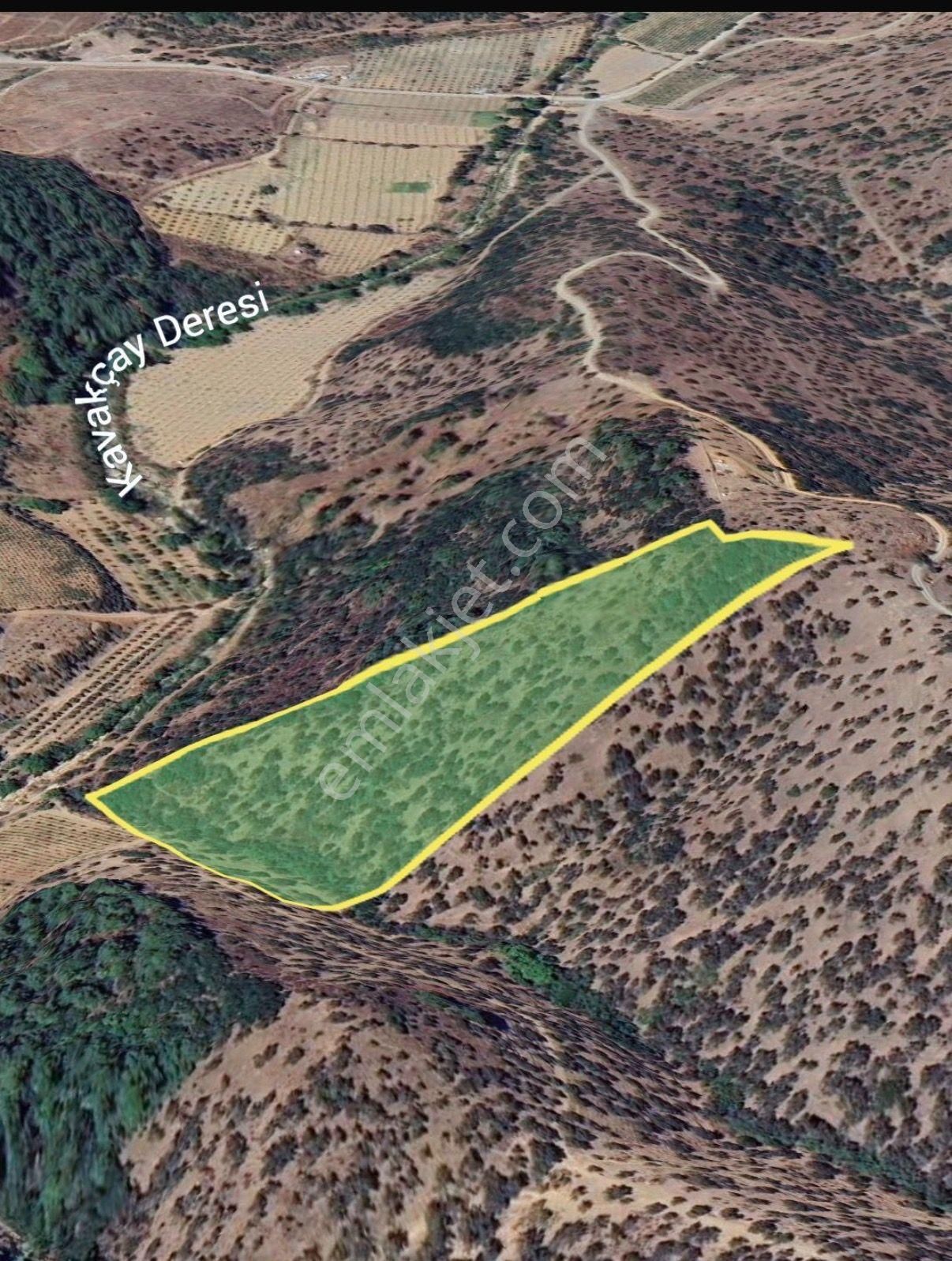 Seferihisar Beyler De Takasa Açık 18.832m2 Zeytinlik - Görsel 3