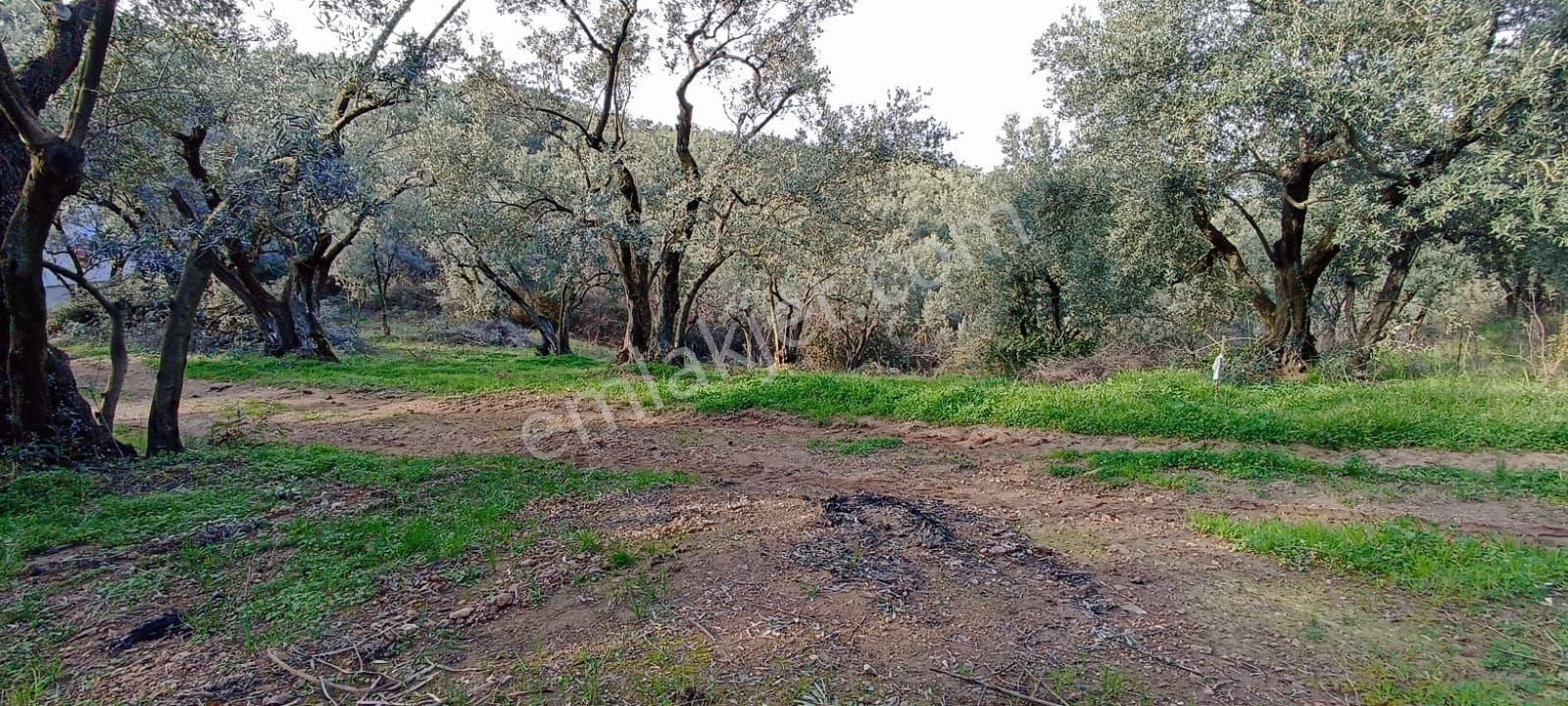 Bursa Orhangazi Sölöz Yatırımlık Zeytinlik - Görsel 3