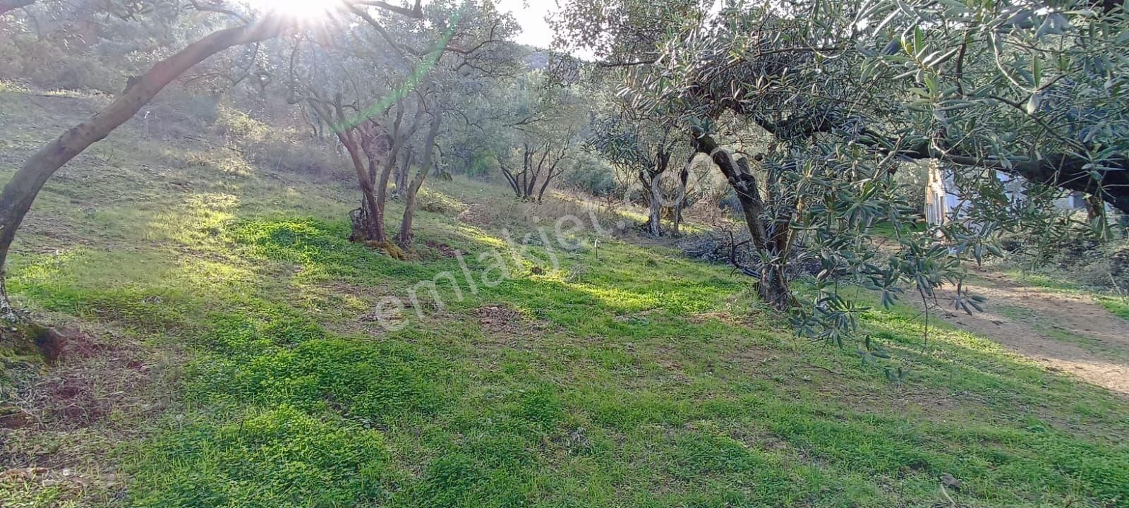 Bursa Orhangazi Sölöz Yatırımlık Zeytinlik - Görsel 8