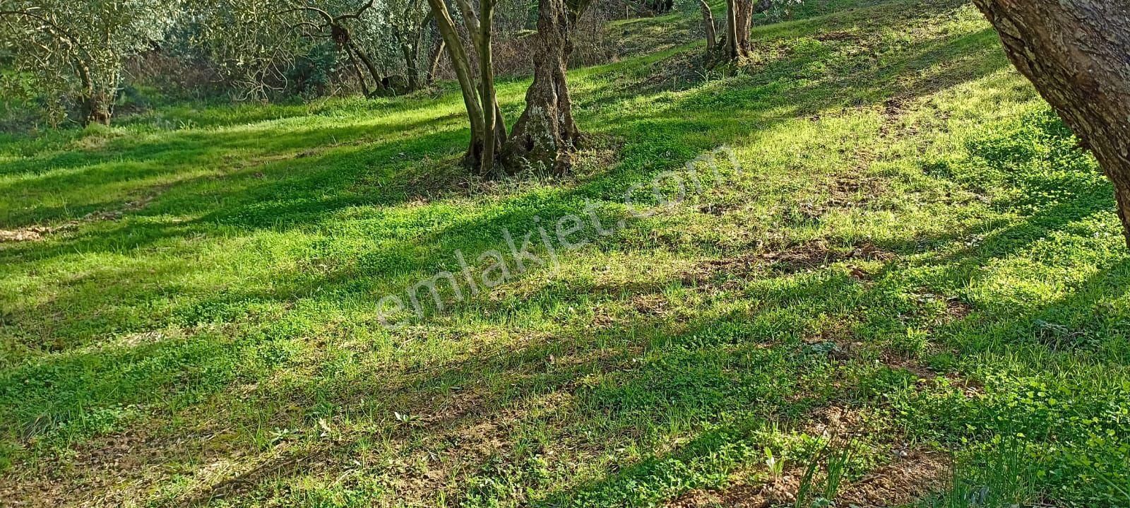 Bursa Orhangazi Sölöz Yatırımlık Zeytinlik - Görsel 10