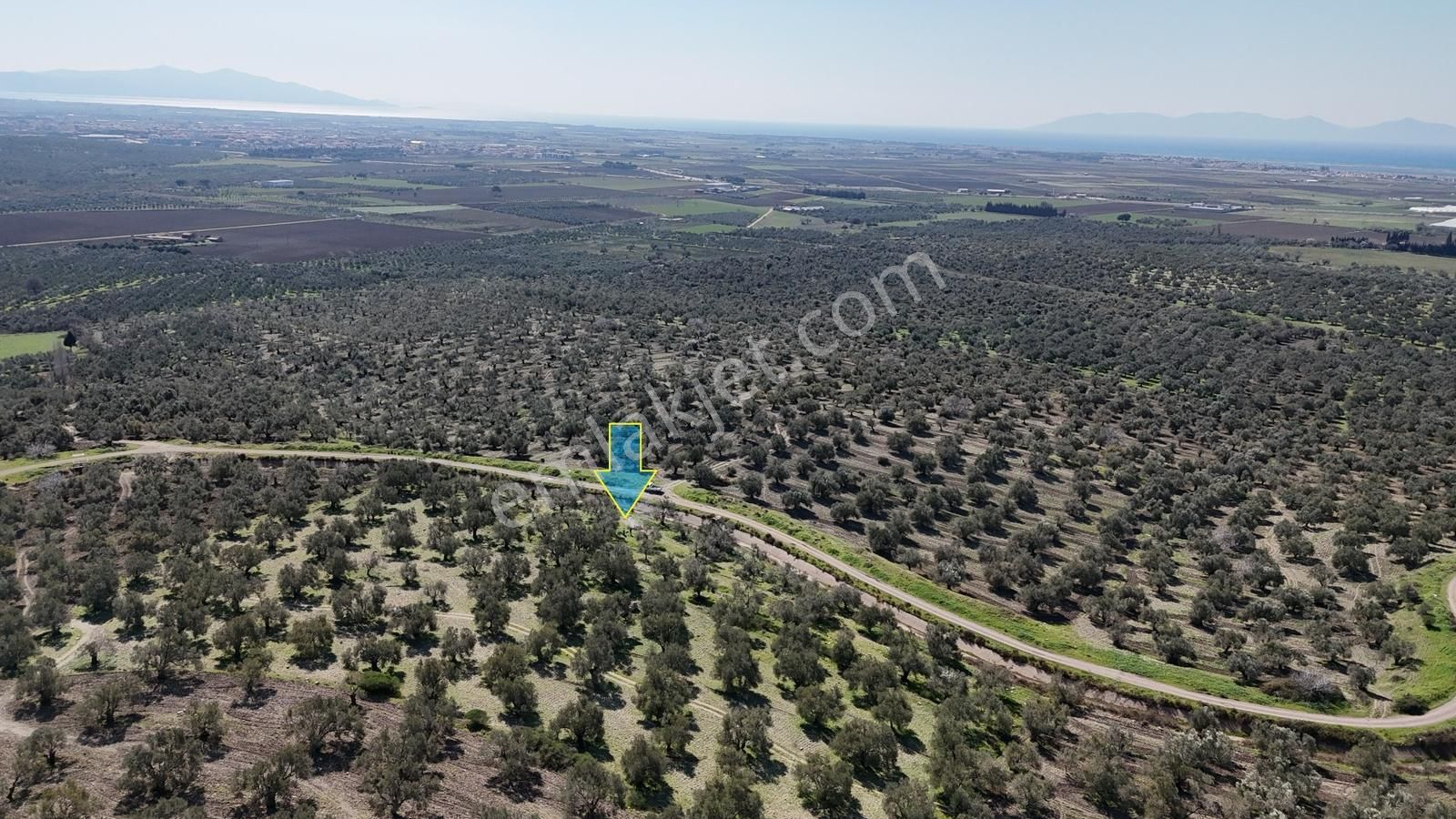 Deniz Manzaralı 3 Tapulu Fırsat Zeytinlik