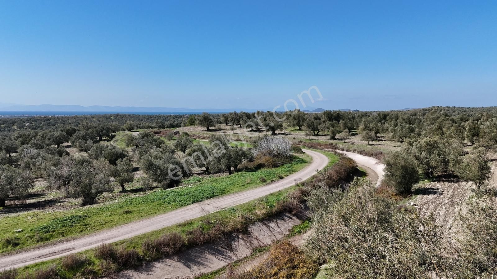 Deniz Manzaralı 3 Tapulu Fırsat Zeytinlik - Görsel 12