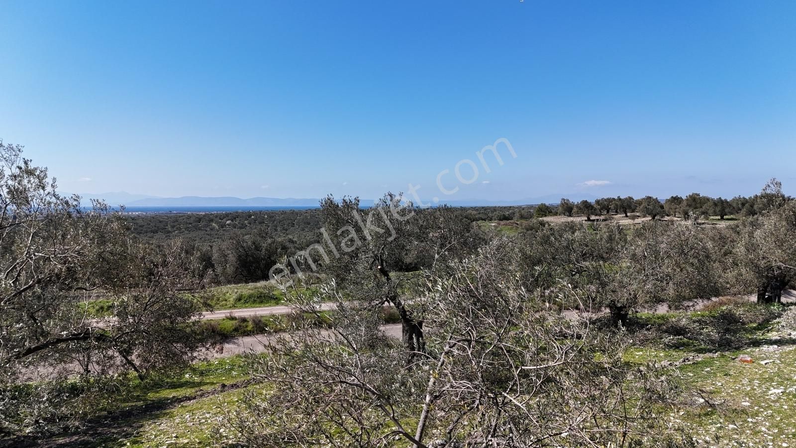 Deniz Manzaralı 3 Tapulu Fırsat Zeytinlik - Görsel 14