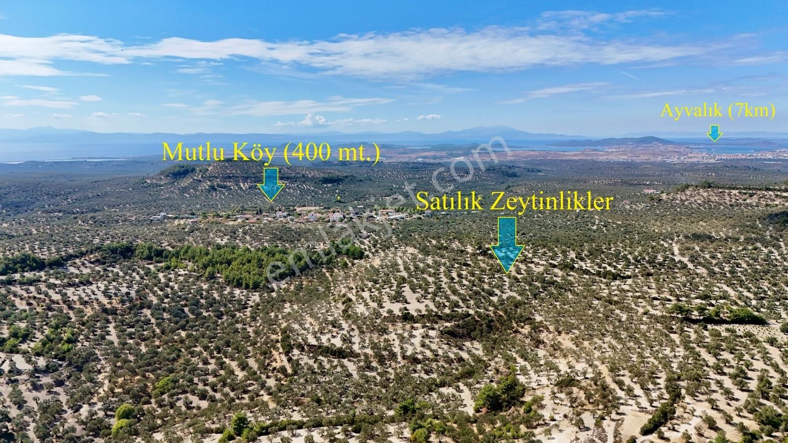 Ayvalık Mutlu Köy'de Yatırım Değeri Yüksek Fırsat Zeytinlik - Görsel 12