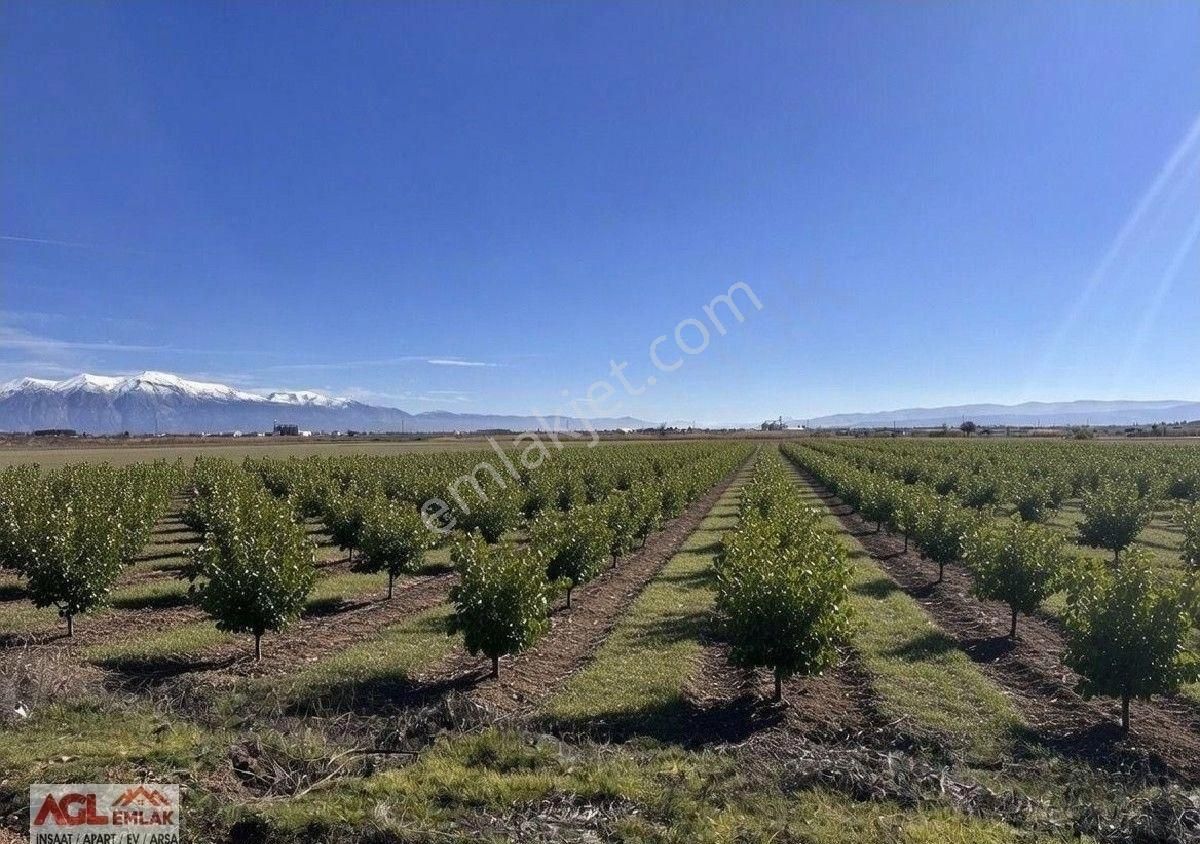 Çivril Yakacık Ta Hurma Bahçesi (trabzon Hurması) Satılık