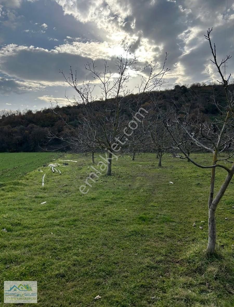 Klc Den Karacabey Kulakpınar Mahallesin'de 5200m² Cevizlik - Görsel 3