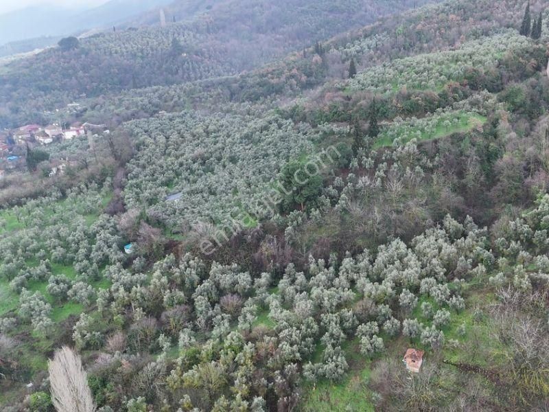 C21 Cius; 1.683 M2 Gemiç Köyüne 150 M Yakınlıkta Zeytinlik - Görsel 5