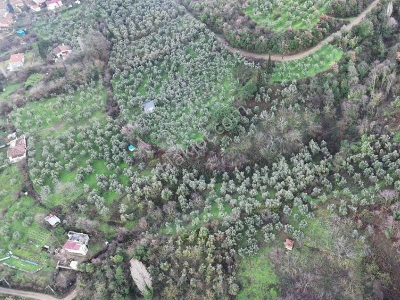 C21 Cius; 1.683 M2 Gemiç Köyüne 150 M Yakınlıkta Zeytinlik - Görsel 4