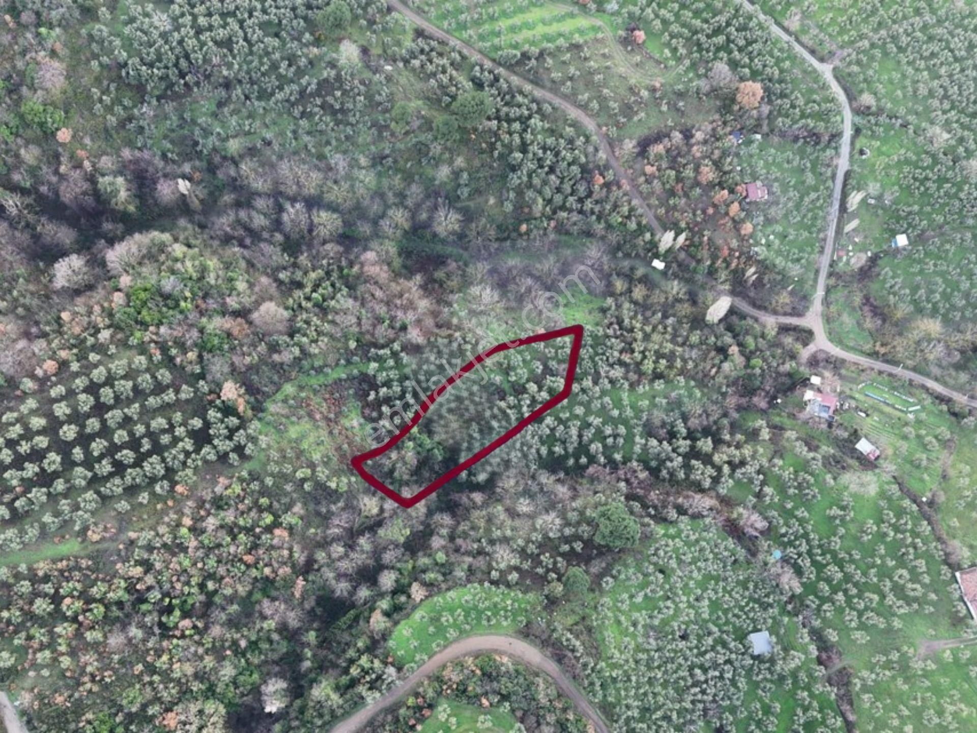 C21 Cius; 1.683 M2 Gemiç Köyüne 150 M Yakınlıkta Zeytinlik